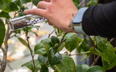 Conservatory gardener Brooke Harris releases mealybug destroyers in the Limonaia.