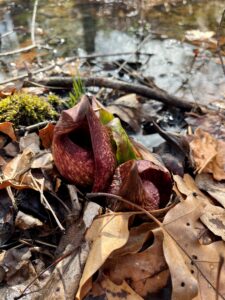 skunk cabbage blooming through dead leaves