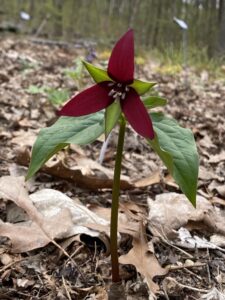 Single bloom of red trillium