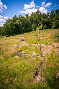 Individual gardening in an apple orchard