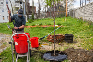 Horticulture outreach field supervisor Seth Libby adds mulch to a tree in Worcester