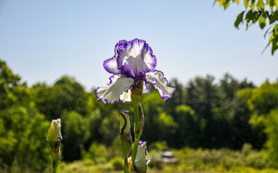 June blooms a white and purple iris stands in the early morning sunlight in the Garden of Inspiration.
