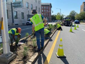 Horticulture team work on the Myrtle Median