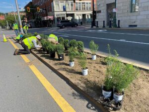 Horticulture team work on the Myrtle Median
