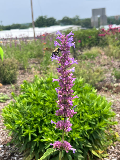 Bees flying around the plants on Lincoln Street.