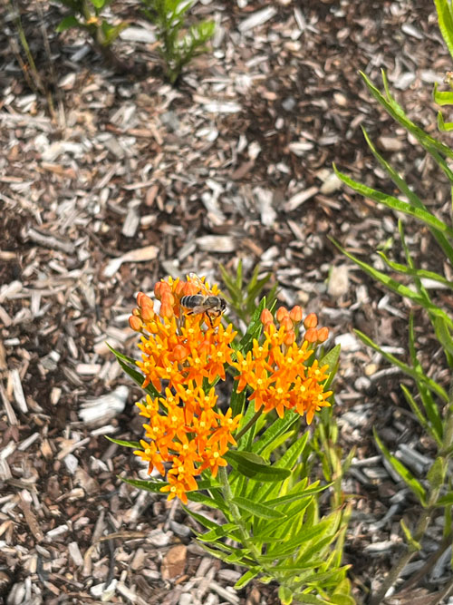 Bees flying around the plants on Lincoln Street.