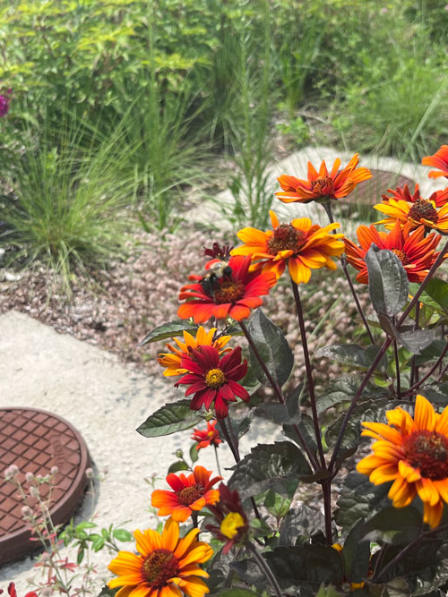 Bumblebee perched on the center of a flower
