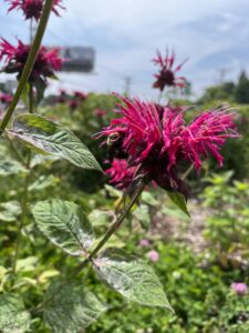 Bumblebee on a flower in the foreground with city in background.