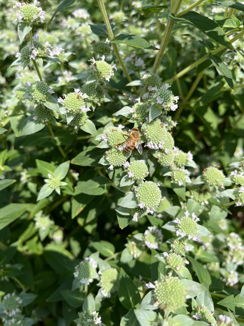 Bees flying around the plants on Lincoln Street.