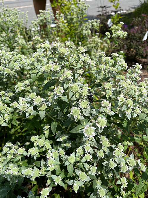 Butterflies flying around the plants on Lincoln Street.