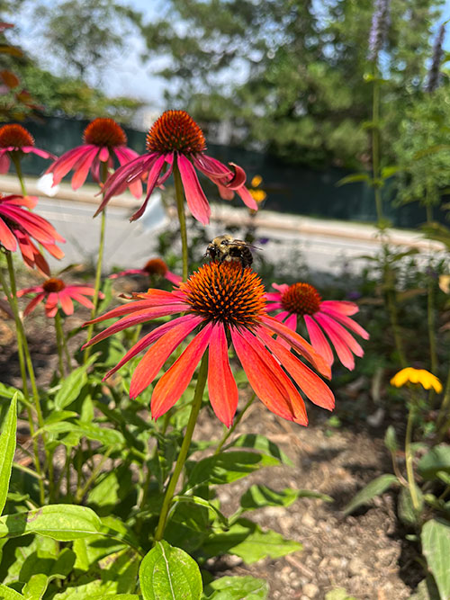 Bees flying around the plants on Lincoln Street.