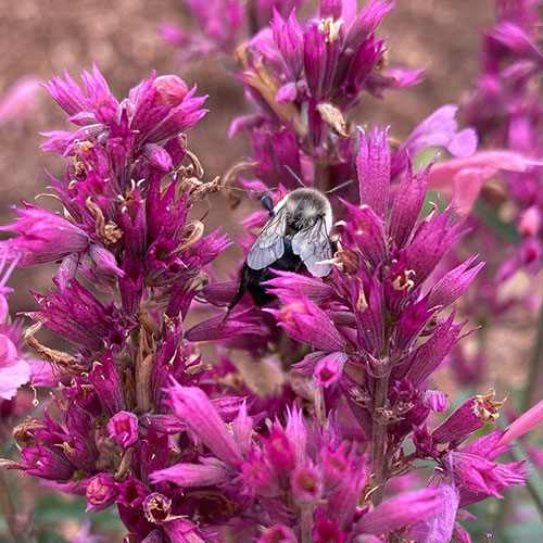 Bees flying around the plants on Lincoln Street.