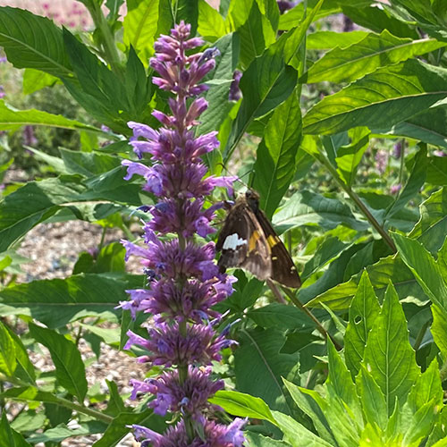 A butterfly lands on one of the plants on Lincoln Street.