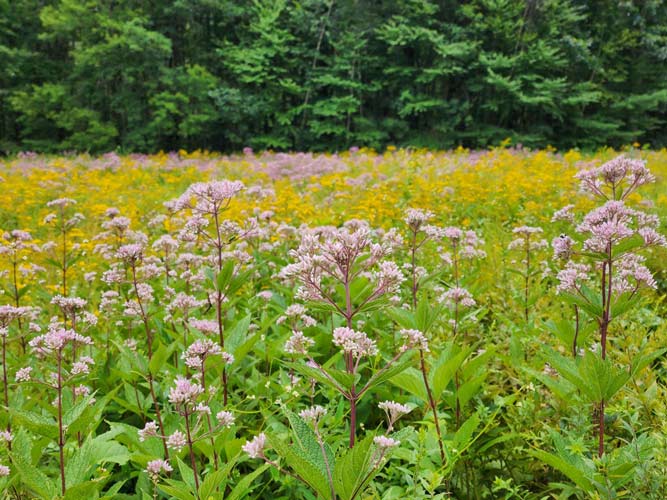 Euthrochium Solidago