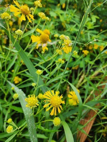 Helenium Autumnale