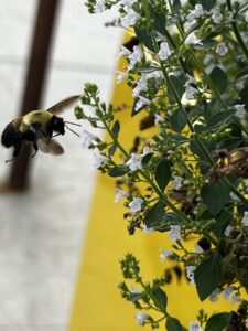 Bumblebee landing on a small white flower.