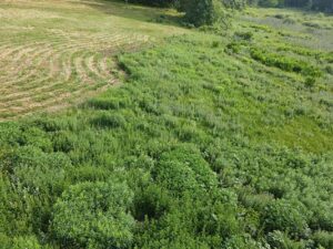 Selective spring mowing in the Garden’s “Daffodil Field Meadow.” The patches intentionally left are primarily goldenrod and blackberry.