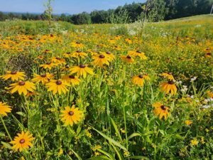 Meadow three years post-construction pictured in late June with a heavy presence of black-eyed Susan (Rudbeckia hirta) growing over naturalized species clover (Trifolium spp.) and patches of bird’s-foot trefoil (Lotus corniculatus).