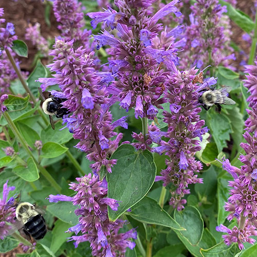 Bees flying around purple flowers on Lincoln Street.