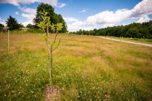 The apple orchard at New England Botanic Garden