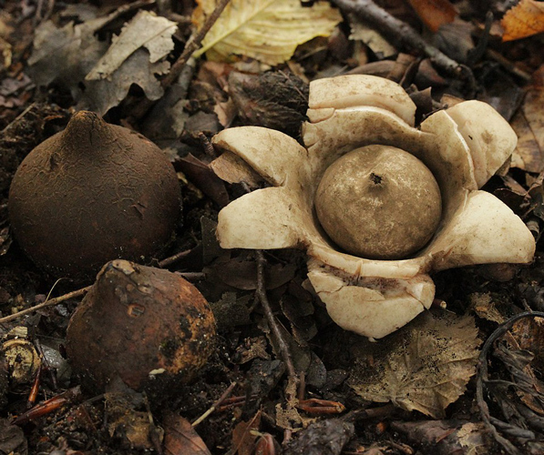 Collard Earthstar