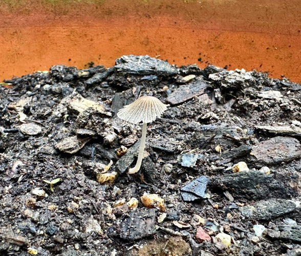Little Brown mushroom