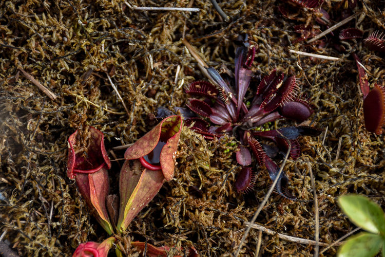 ramble-bog A bog plant in the ramble.