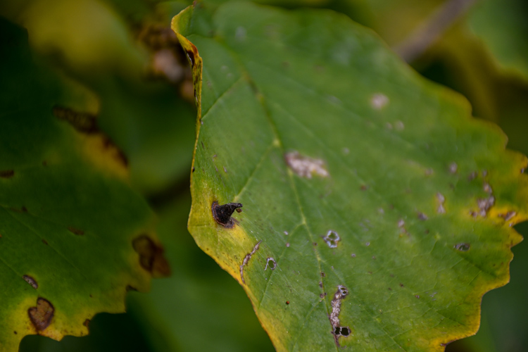 witch-hazel2 Witch hazel, wispy yellow flowers. A cone-shaped gall can be seen that resembles a witches hat.