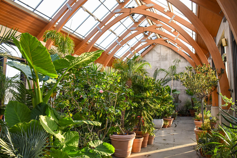 The Limonaia filled with plants on a sunny day.