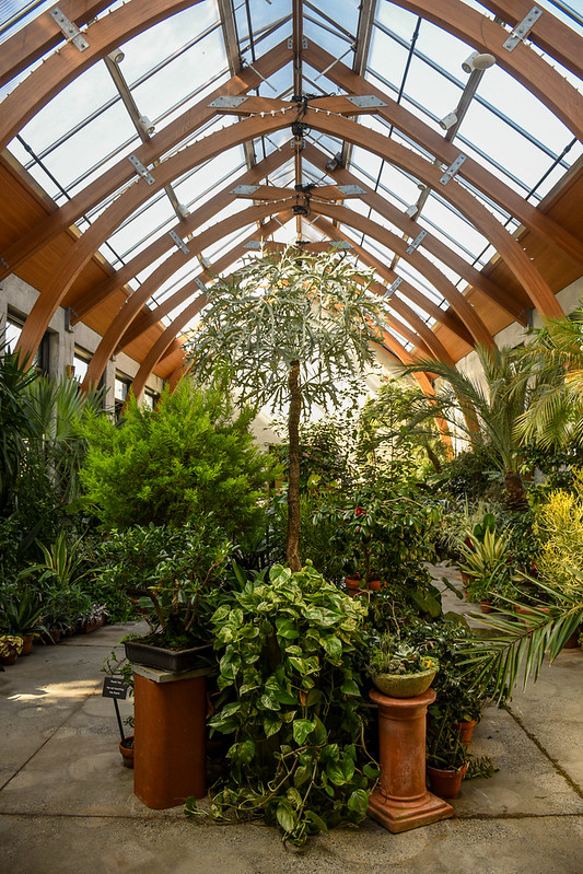The Limonaia filled with plants on a sunny day.