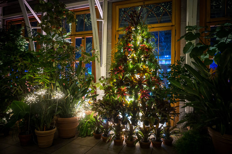 Living bromeliads tree lit up in the conservatory during Night Lights