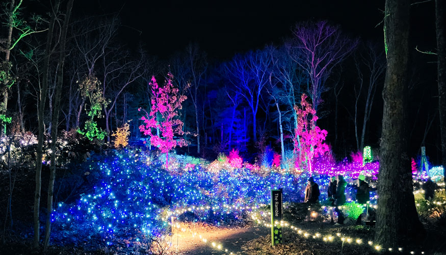 The Ramble lit up with blue and pink lights during Night Lights.