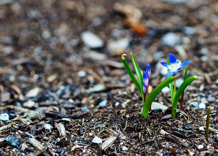 Sciliain Mulch, horticulture help line featured image.