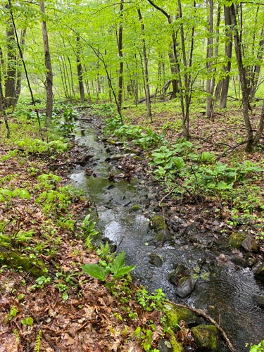 Small brook where crayfish were found