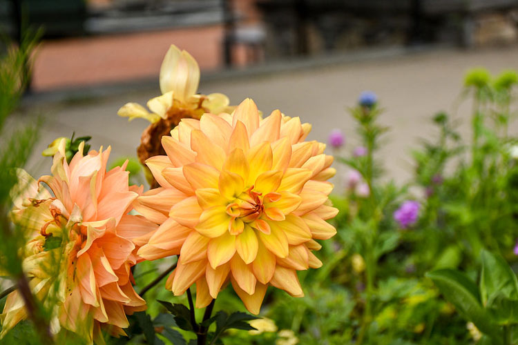 A bright orange dahlia blooms in the Winter Garden.