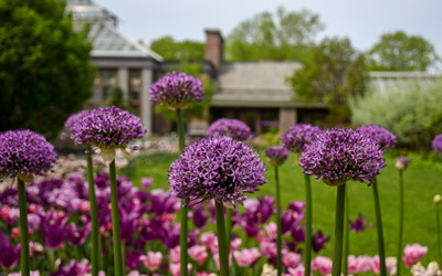 Pink-purple flowers of allium bloom in the Winter Garden.