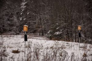 Installing boxes in pairs helps discourage competition between bluebirds. Photo by Megan Stouffer/New England Botanic Garden.