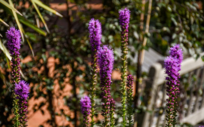 Purple Blazing Star blooms in the Garden.
