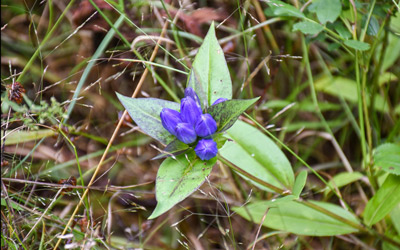 Purple bottle gentian flowers around the Wildlife Refuge Pond.