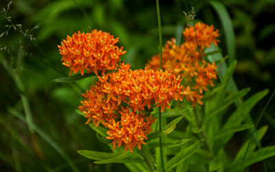 Bright orange flowers clustered together.