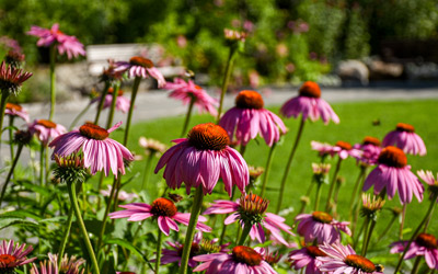 Pink coneflowers bloom in The Ramble.