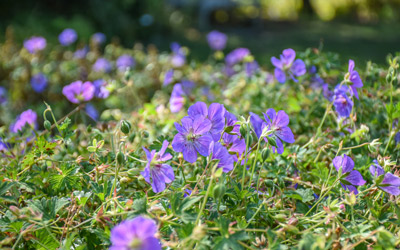 Purple blooms of cranesbill in the Lawn Garden.