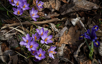 Light purple crocus bloom from under leaf litter.