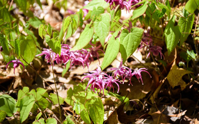 Pink flowers of epimedium bloom in the Shade Garden.