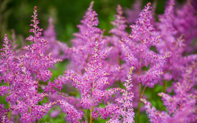 Pink flowers in a cluster in bloom in the Secret Garden.