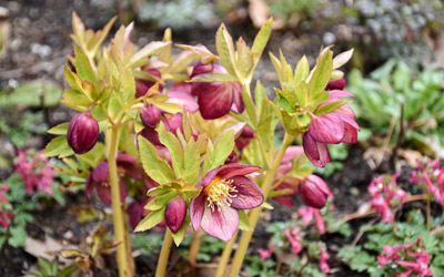Pink hellebore in bloom in the Shade Garden.