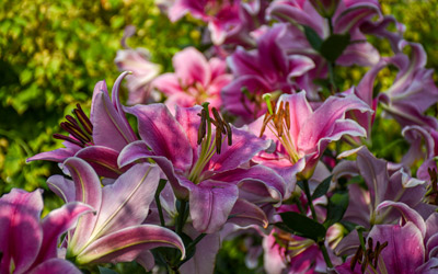 Pink lilies in the Winter Garden.