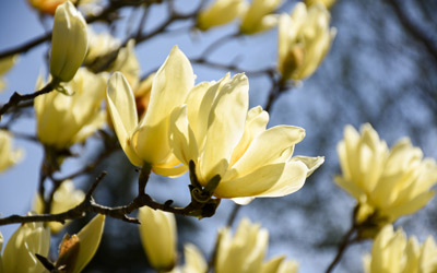 A yellow magnolia flower blooms in the sunlight.