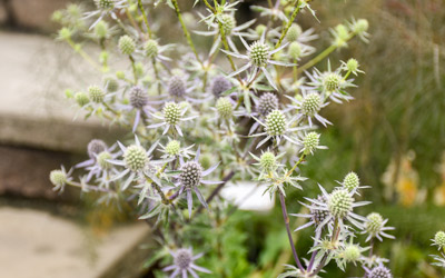 Flowers of sea holly in bloom in the Secret Garden.