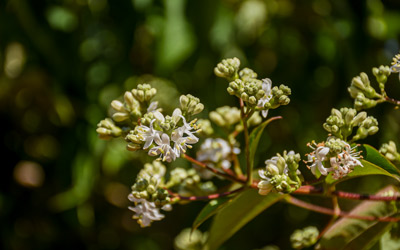 Flowers bloom from a branch of the seven son tree.